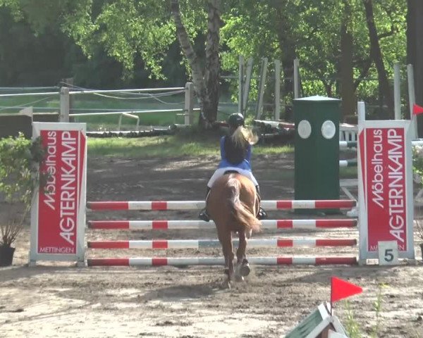 Reitturnier Mettingen 2016