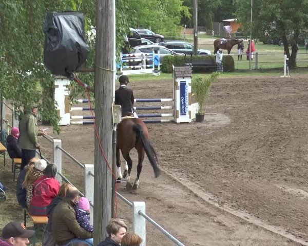 Reitturnier Mettingen 2016