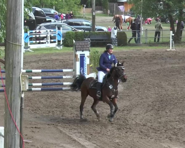 Reitturnier Mettingen 2016
