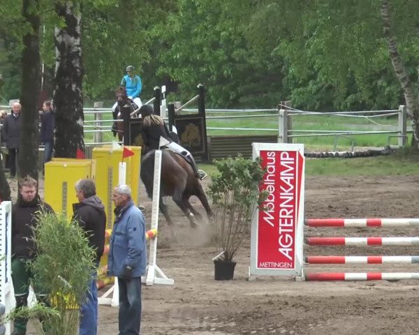 Reitturnier Mettingen 2016