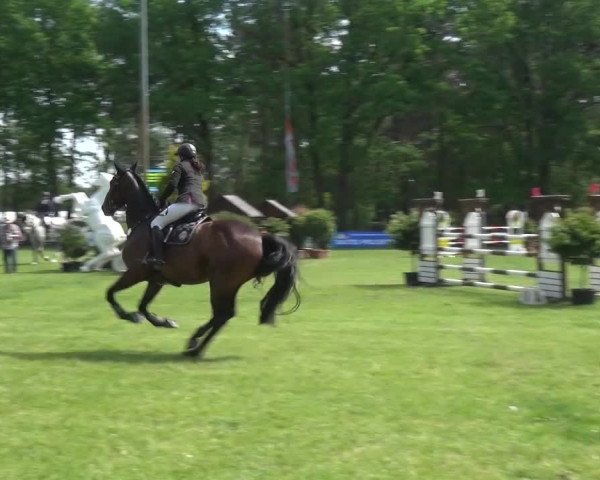 Reitturnier Cottbus-Sielow 2016