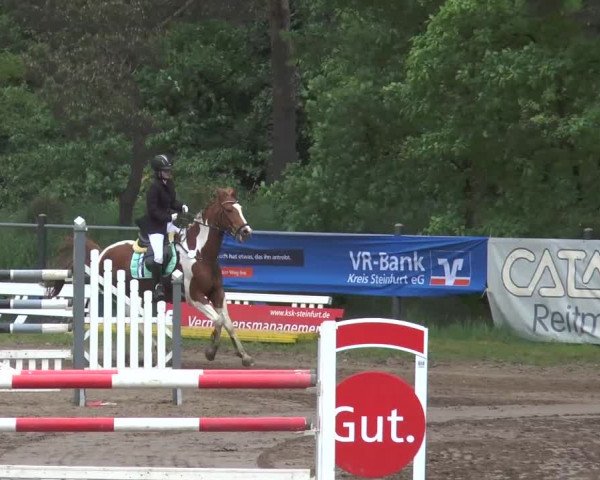 Reitturnier Mettingen 2016
