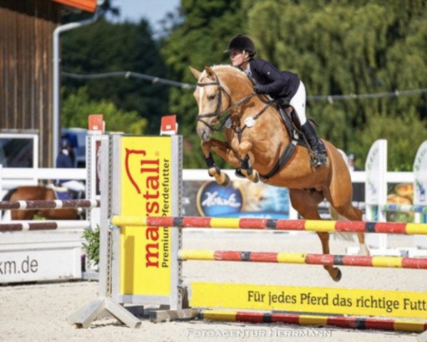 jumper Kantje's Lester (Dutch Pony, 2016, from Kanshebber)
