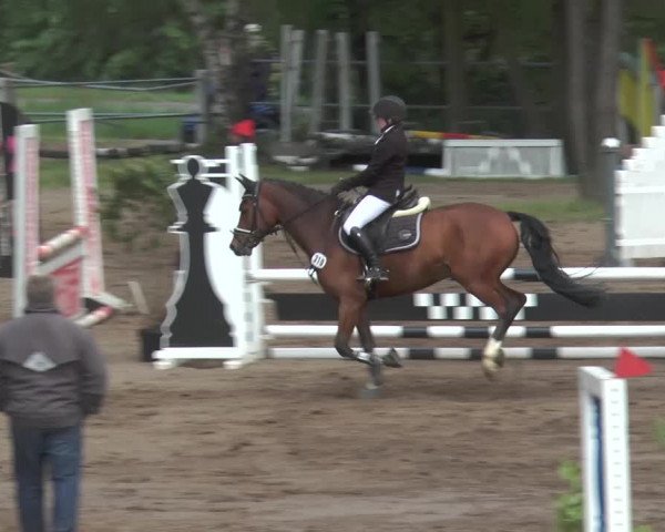 Reitturnier Mettingen 2016