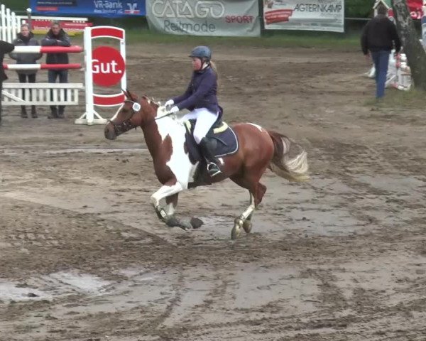 Reitturnier Mettingen 2016