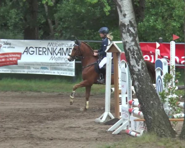 Reitturnier Mettingen 2016