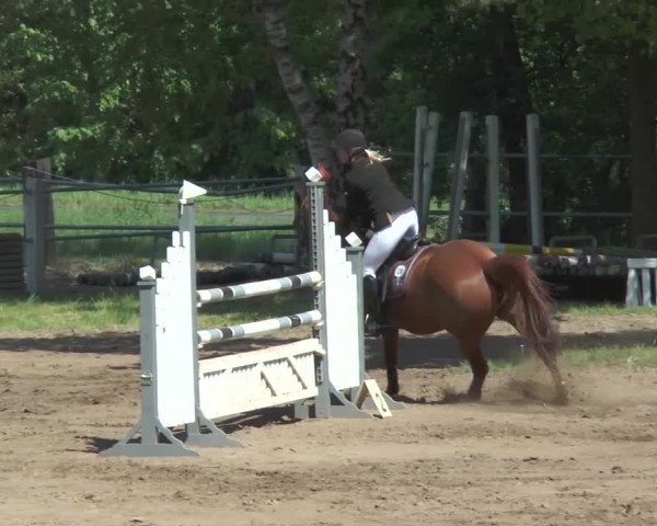 Reitturnier Mettingen 2016