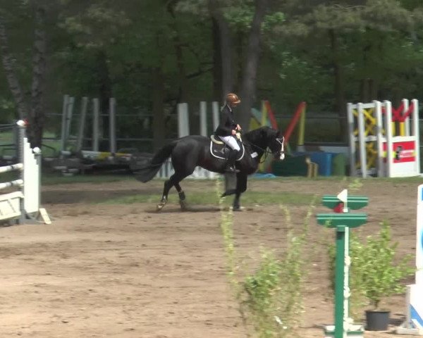 Reitturnier Mettingen 2016