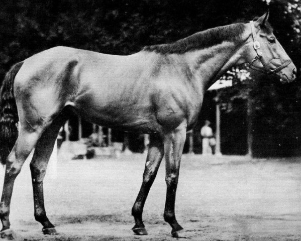 Deckhengst Hill Prince xx (Englisches Vollblut, 1947, von Princequillo xx) Deckhengst Hill Prince xx (Englisches Vollblut, 1947, von Princequillo xx)