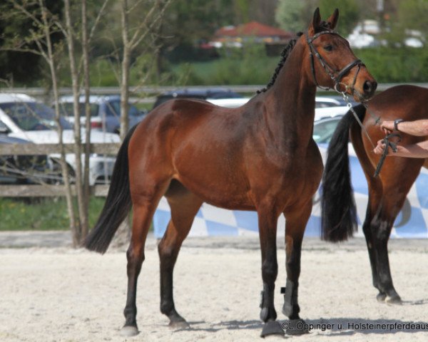 Springpferd Ziroccos Jawhar Hab (Zangersheide Reitpferd, 2015, von Zirocco Blue)
