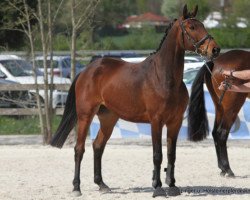 Springpferd Ziroccos Jawhar Hab (Zangersheide Reitpferd, 2015, von Zirocco Blue)