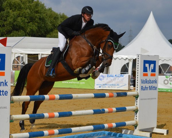 jumper Latina O (Oldenburg show jumper, 2013, from Lord Argentinus)