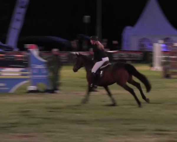 Reitturnier Borken 2016