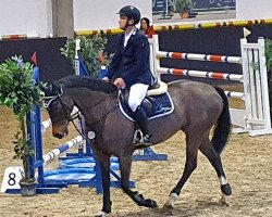Springpferd Hillarona Lan (KWPN (Niederländisches Warmblut), 2012, von Zapatero VDL)