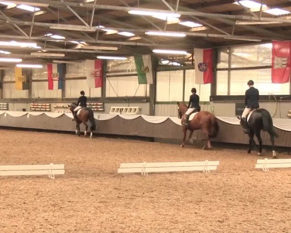Reitturnier Bochum-Nord 2016