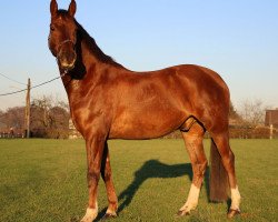 Dressurpferd Herr Bert Von Bödefeld (Niederländisches Pony, 2013, von Kraneveld's Kadans)