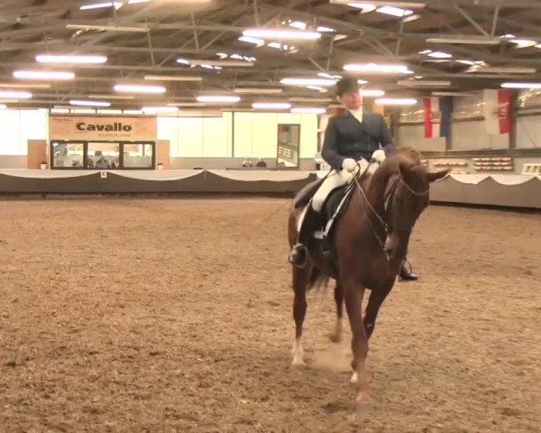 Reitturnier Bochum-Nord 2016