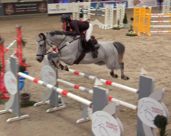 jumper Quinssina B (Holsteiner, 2011, from Quintero) jumper Quinssina B (Holsteiner, 2011, from Quintero)