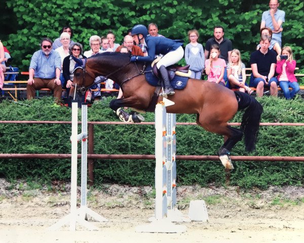 Springpferd Clarabell W (Westfale, 2011, von Comme il Faut) Springpferd Clarabell W (Westfale, 2011, von Comme il Faut)