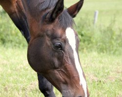 dressage horse Roxana 221 (Hanoverian, 2000, from Rotspon)