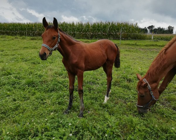 horse Dancing Fair Lady (German Sport Horse, 2019, from Birkhof's Fair Game OLD) horse Dancing Fair Lady (German Sport Horse, 2019, from Birkhof's Fair Game OLD)
