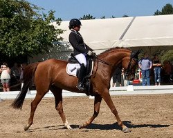 jumper Royal Amber 3 (Hanoverian, 2006, from Royal Blend)