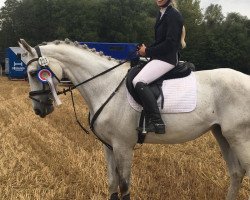 broodmare Greyzy Vec (Hanoverian, 2012, from Grey Top)