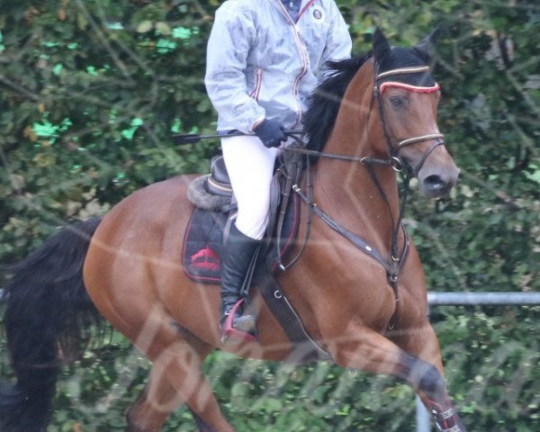 jumper Gina Wild 7 (German Sport Horse, 2009, from Long Island Z)