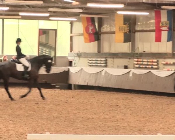 Reitturnier Bochum-Nord 2016