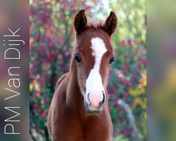 horse PM Van Dijk (German Riding Pony, 2019, from Del Estero NRW)