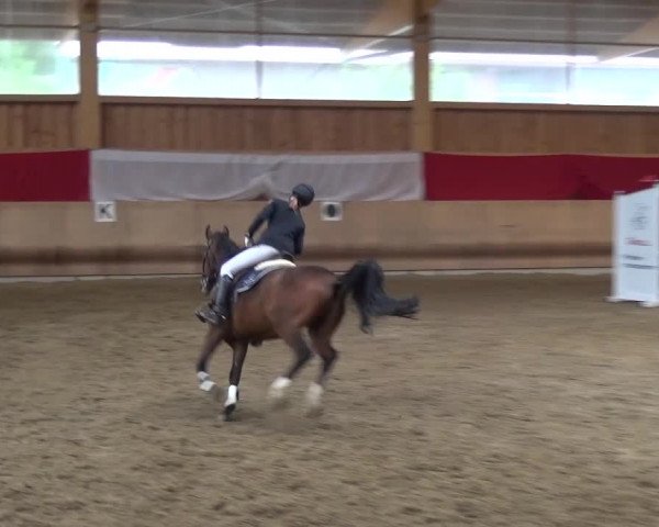 Reitturnier Schwendi 2016
