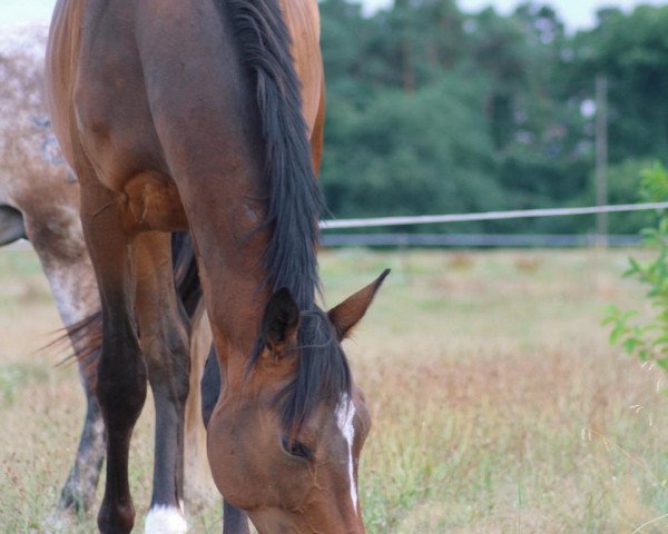 horse Boromir (Trakehner, 2017, from Il Divo xx)