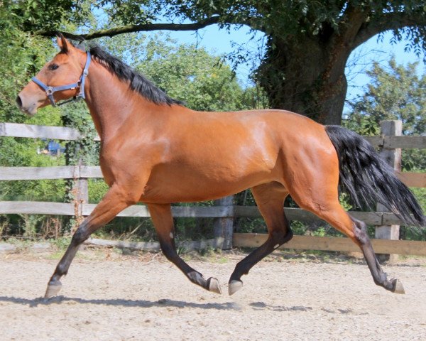 horse Kim (KWPN (Royal Dutch Sporthorse), 2015, from Zidane)