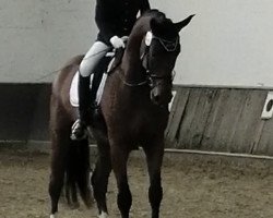 Pferd Seki (Oldenburger, 2013, von Sir Donnerhall I)