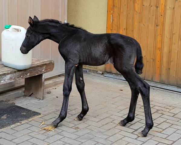 horse Glamouresse (Hanoverian, 2020, from Glamourdale)