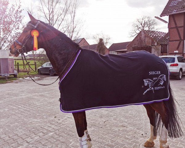 Springpferd Calimera S (Westfale, 2009, von Contello)