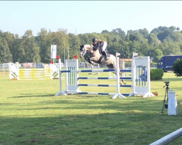 jumper Charlotta Levista (Oldenburg, 2013, from Levisonn 208 FIN) jumper Charlotta Levista (Oldenburg, 2013, from Levisonn 208 FIN)