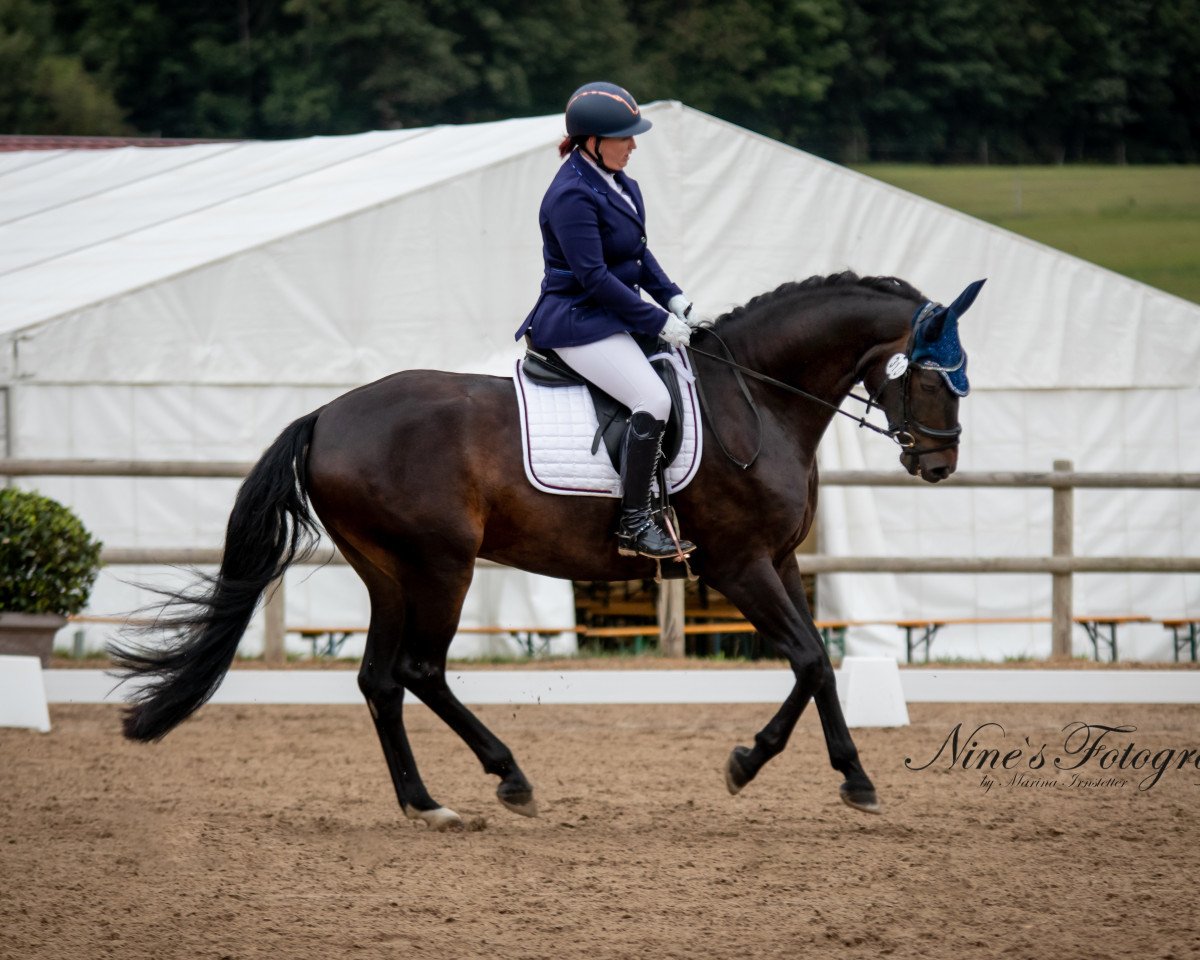 dressage horse Quattro for Power (Hanoverian, 2012, from Quaterhall)