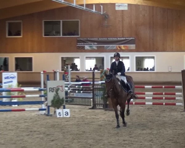 Reitturnier Schwendi 2016