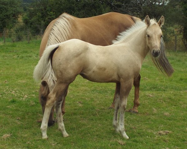 Pferd GI Golden Gun (Quarter Horse, 2019, von Colonels Shining Gun)