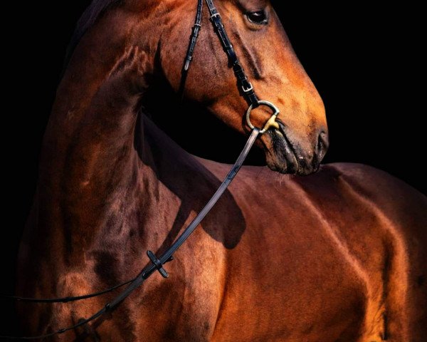 horse Fredericus Rex (Bavarian, 2013, from Feedback 16)