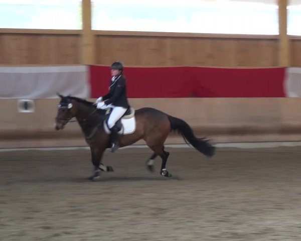 Reitturnier Schwendi 2016