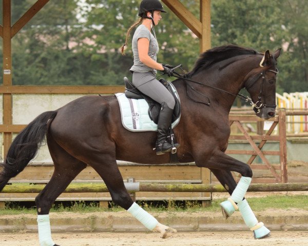 dressage horse Don Forever (Westphalian, 2013, from Don Frederic 3)