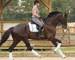 dressage horse Don Forever (Westphalian, 2013, from Don Frederic 3)