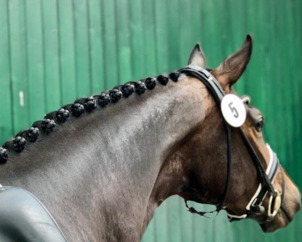 broodmare Fifth Avenue 18 (Hanoverian, 2016, from Fürstenball)