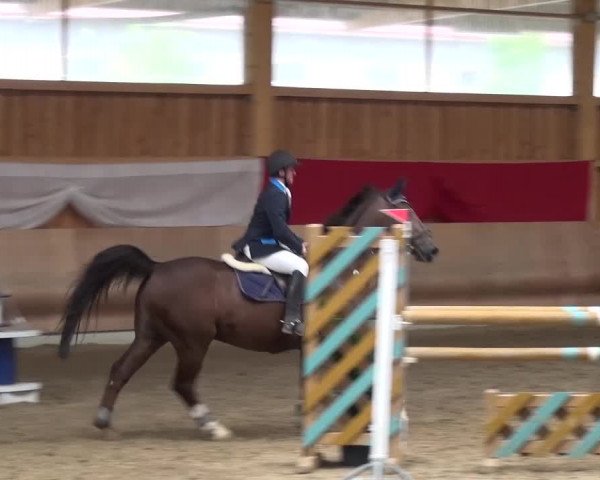 Reitturnier Schwendi 2016