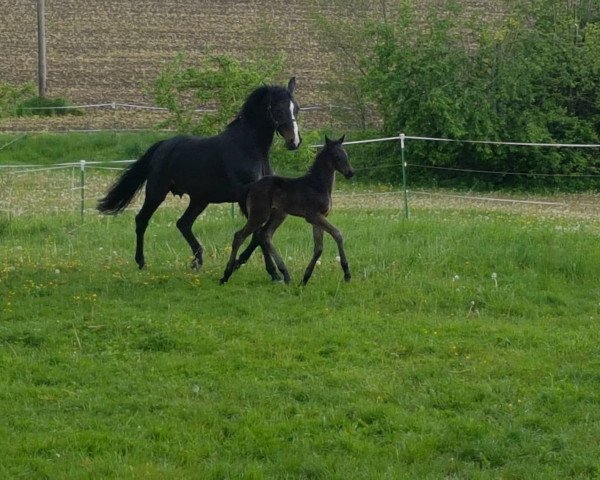 horse Ferry (Hanoverian, 2019, from Franziskus FRH)