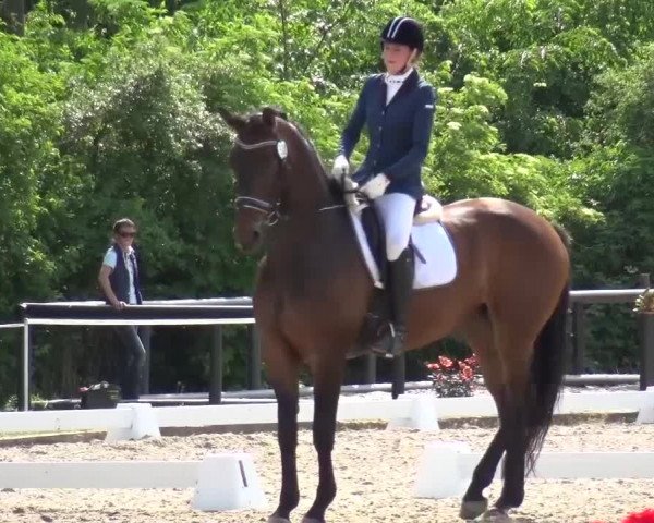 Reitturnier Düren - An der Kuhbrücke 2016