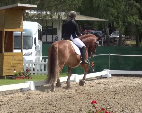 Reitturnier Düren - An der Kuhbrücke 2016