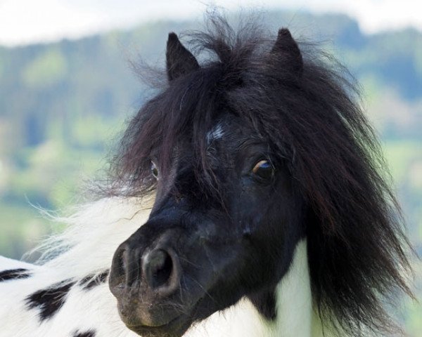 broodmare Mardlebrook Natasha (Shetland pony (under 87 cm), 2008, from Merrylees High Flyer)
